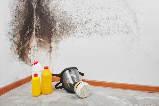 Best Certified Mold Removal  in Novi, MI