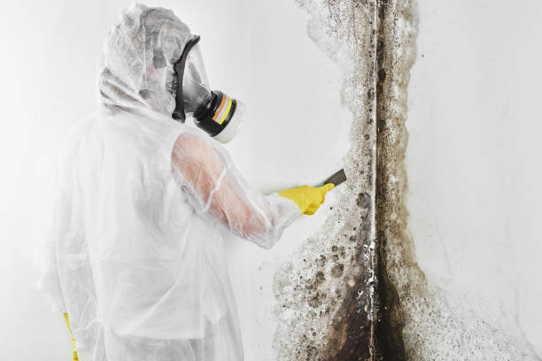 Best Mold Remediation  in Novi, MI