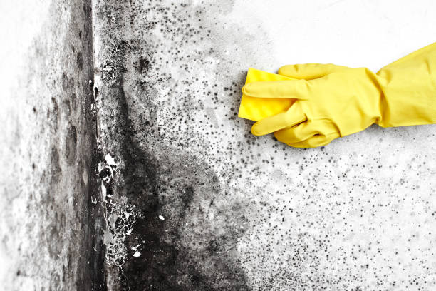 Best Mold Testing  in Novi, MI