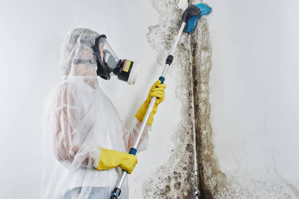 Best Emergency Mold Removal  in Novi, MI