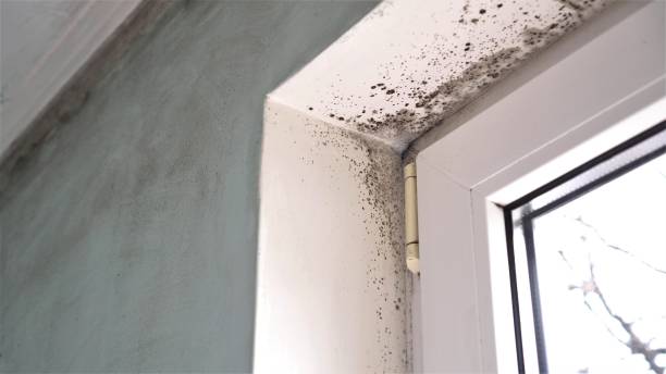 Best Professional Mold Removal  in Novi, MI