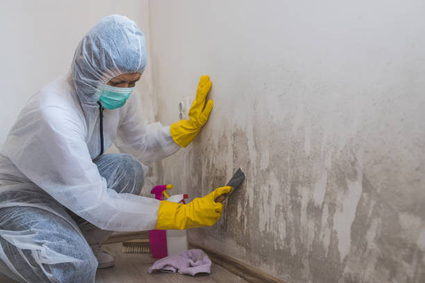 Best Certified Mold Removal  in Novi, MI