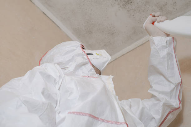 Best Local Mold Removal Service  in Novi, MI