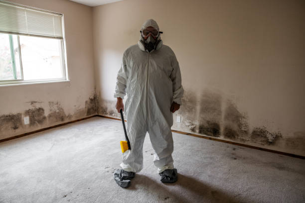 Best Mold Removal and Inspection  in Novi, MI