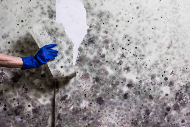 Best Crawl Space Mold Removal  in Novi, MI